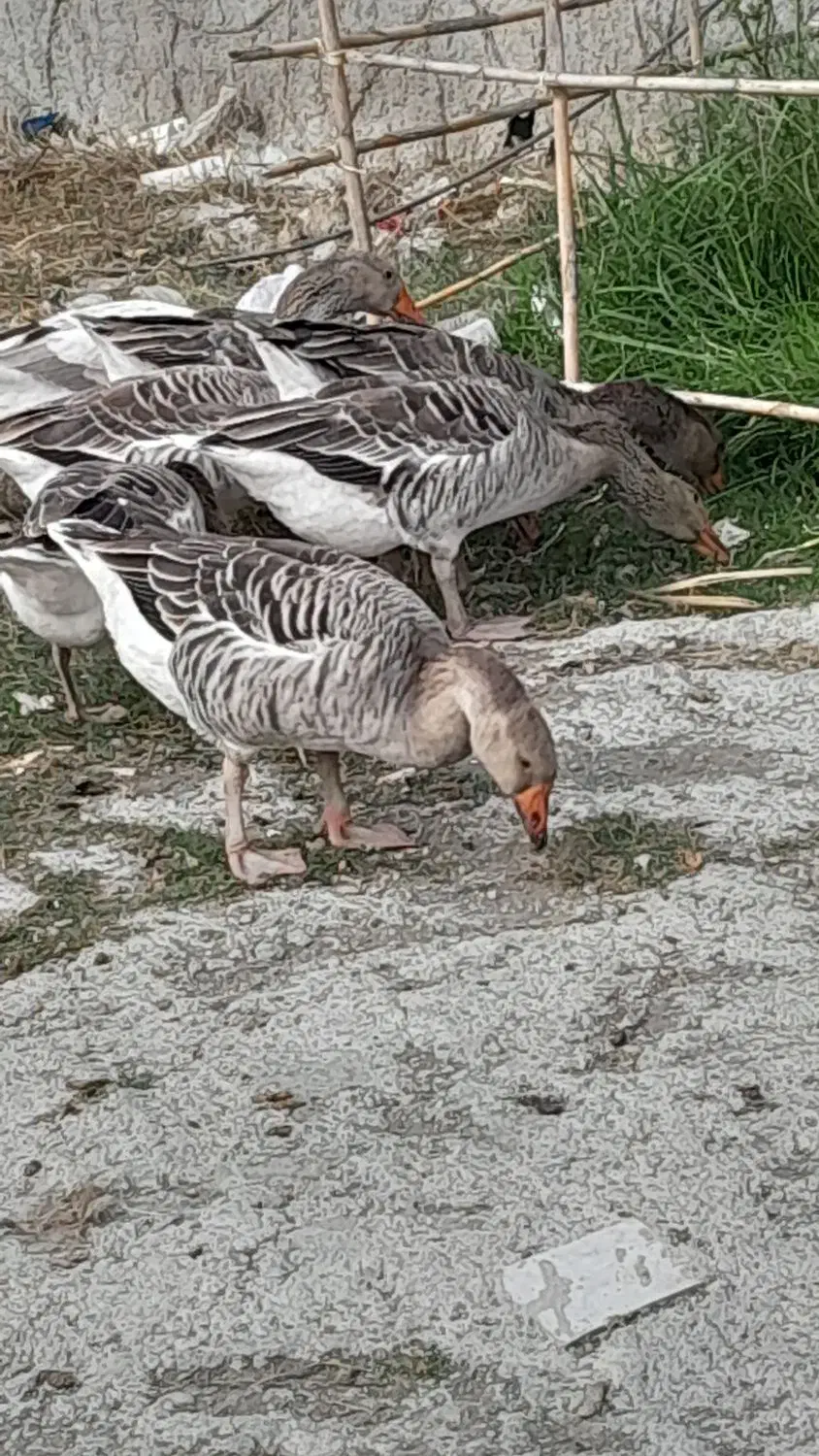 فروش غاز محلی|حیوانات مزرعه|فریدونکنار, |دیوار