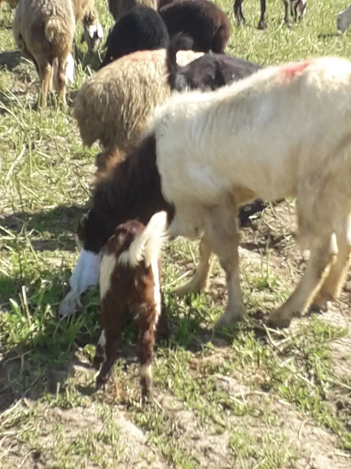 بز داشتی|حیوانات مزرعه|دزفول, |دیوار