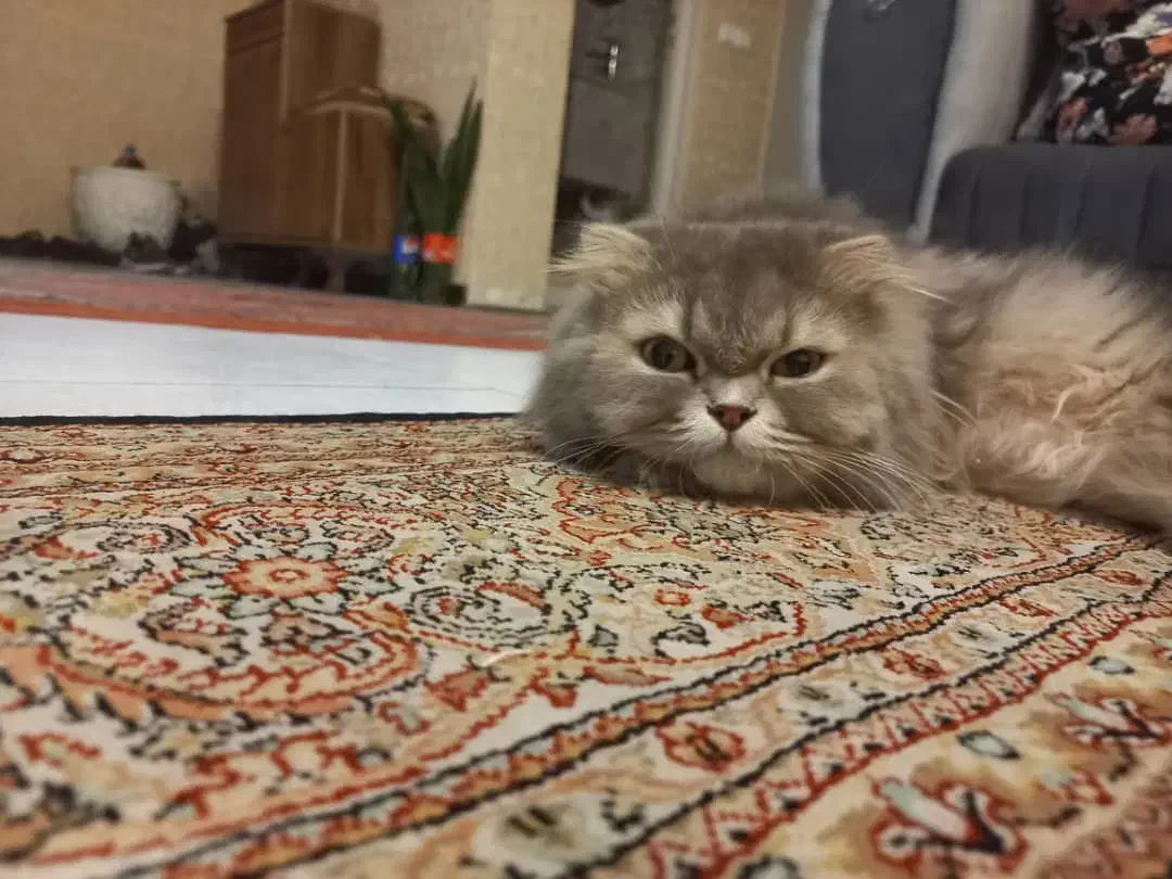 واگذاری گربه بریتیش لانگ هیر|گربه|تهران, ازگل|دیوار