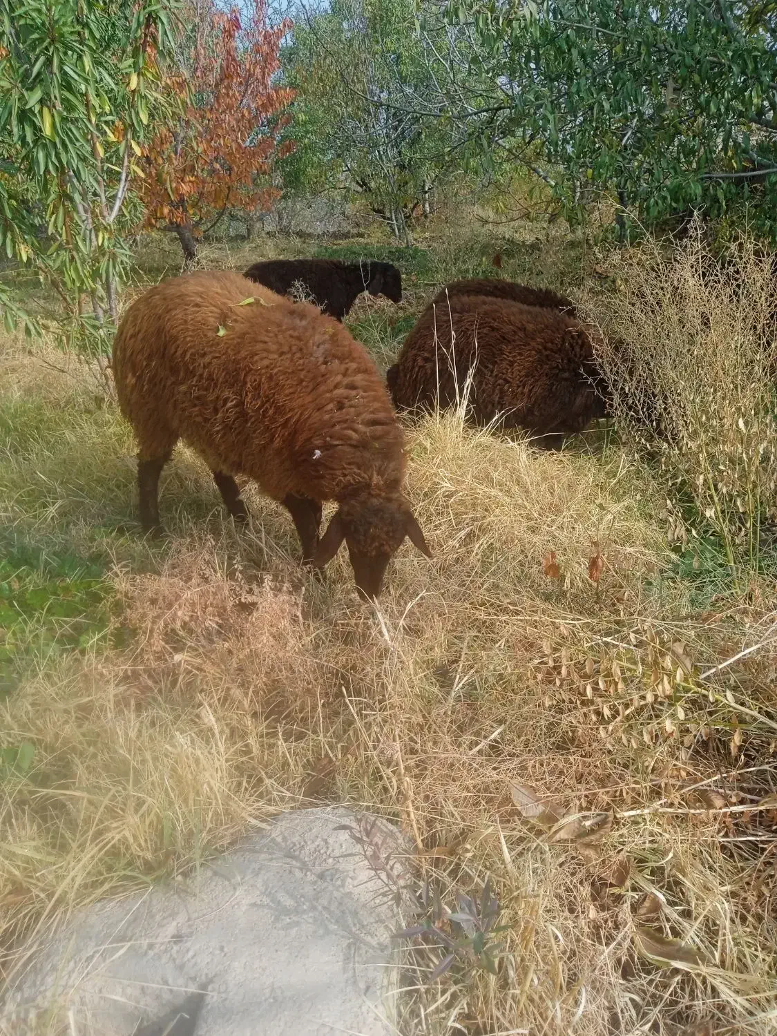 ۹راس بره بفروش میرسد|حیوانات مزرعه|انزل, |دیوار