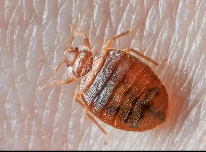 سمپاشی سوسک|خدمات نظافت|کردکوی, |دیوار