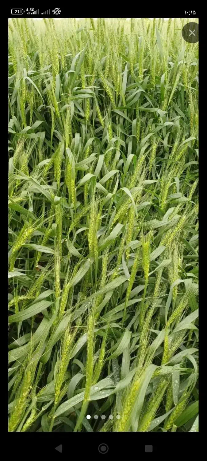 زمین کشاورزی|اجارهٔ دفتر صنعتی، کشاورزی، تجاری|آق قلا, |دیوار