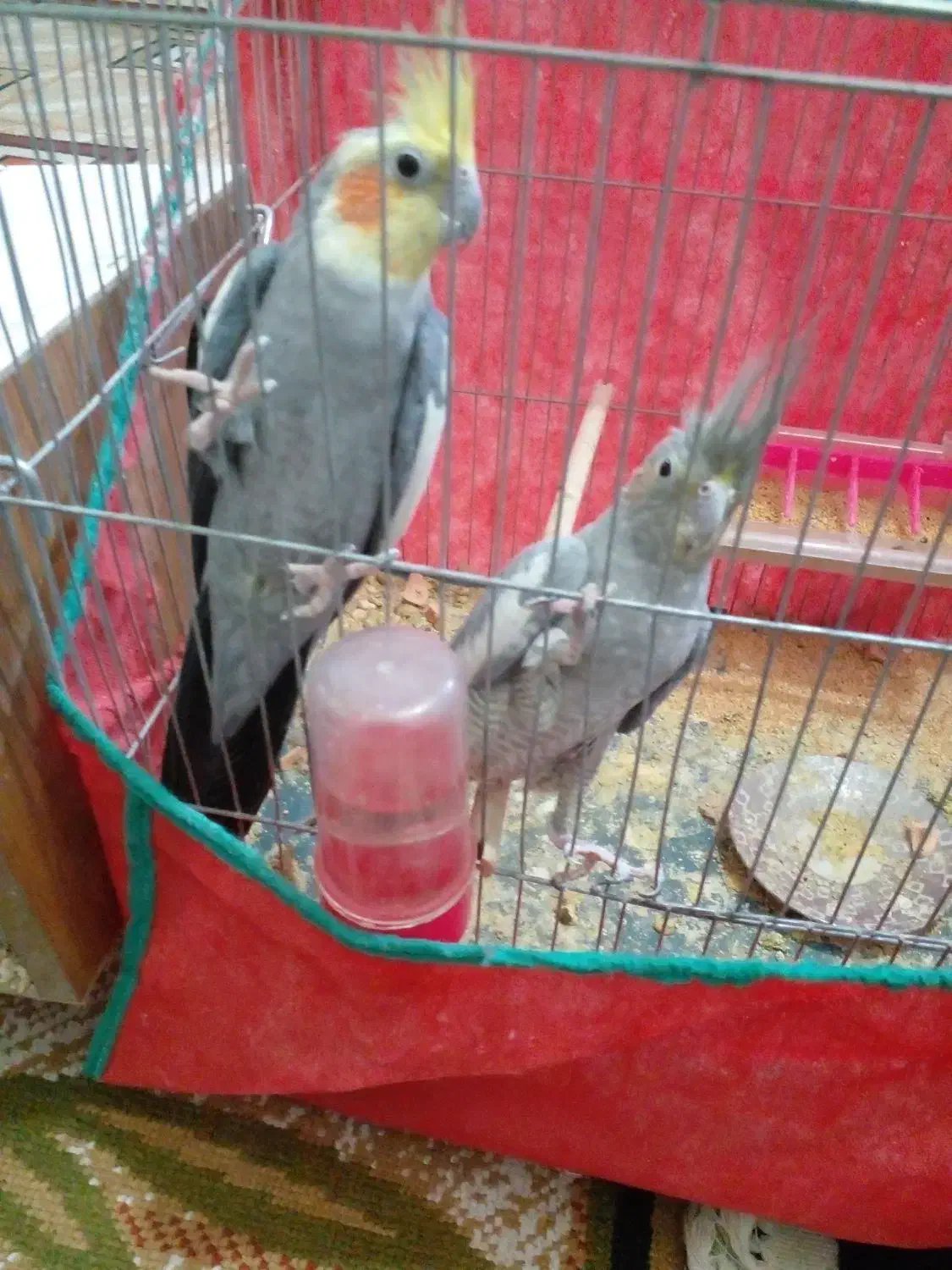 جفت عروس روتخم|پرنده|بم, |دیوار