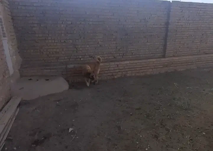 سگ سرابی|سگ|قم, حنیف نژاد|دیوار