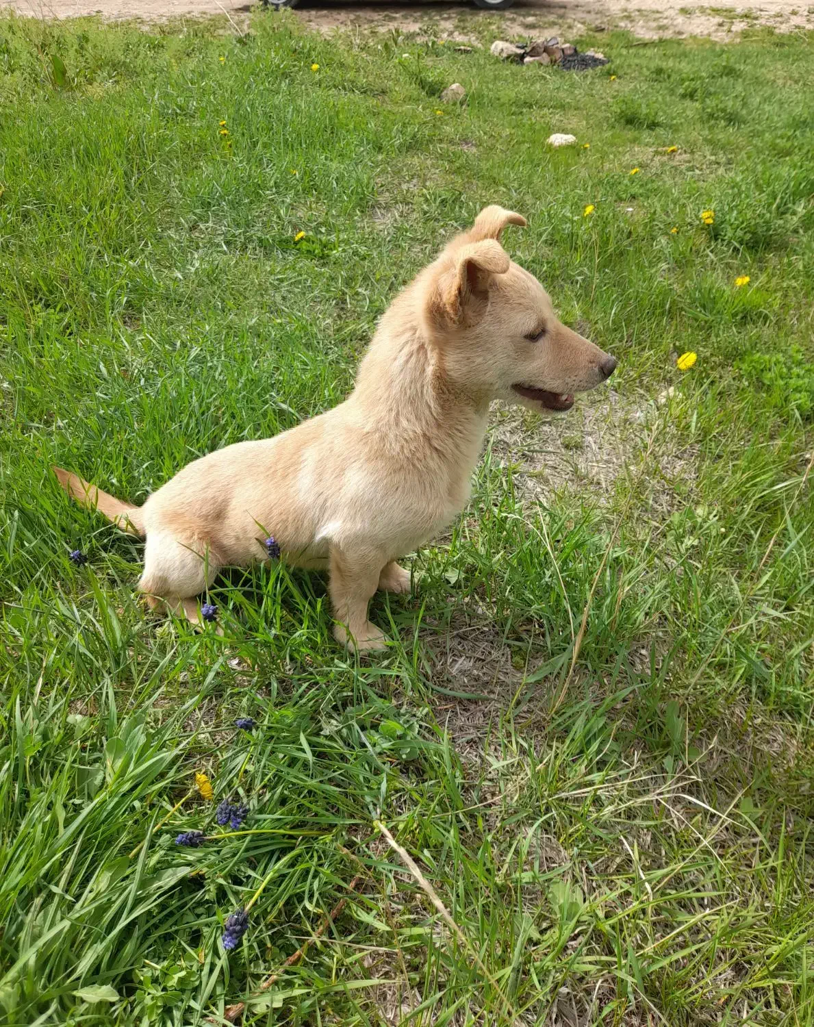 گوش تیز|سگ|اسفراین, |دیوار