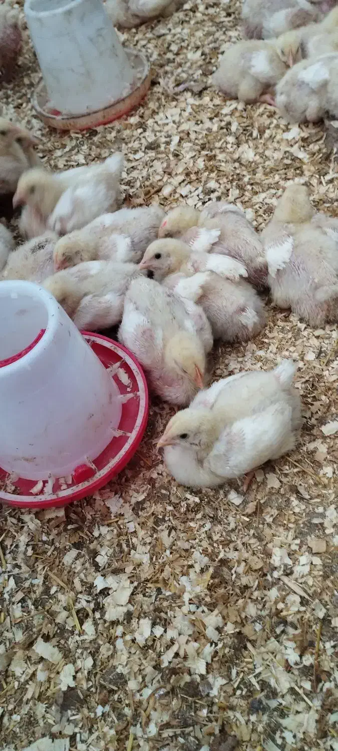 جوجه گوشت راس۱۳روزه|حیوانات مزرعه|قائم‌شهر, |دیوار