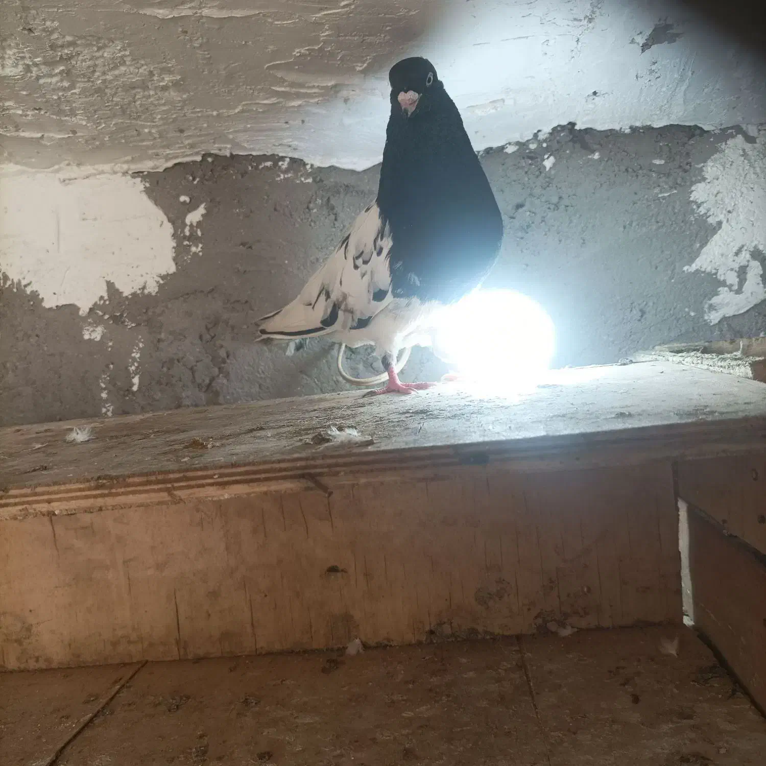 کله ای|پرنده|مسجد سلیمان, |دیوار