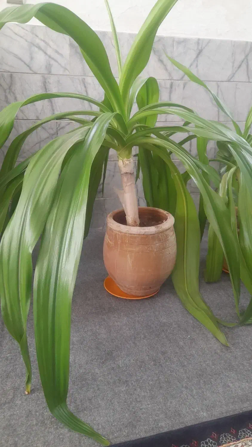 گل های طبیعی با گلدان|گل و گیاه طبیعی|یزد, |دیوار