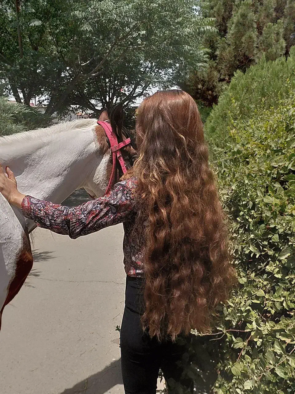 آموزش سوارکاری|اسب و تجهیزات اسب‌سواری|رباط‌کریم, رباط‌کریم|دیوار