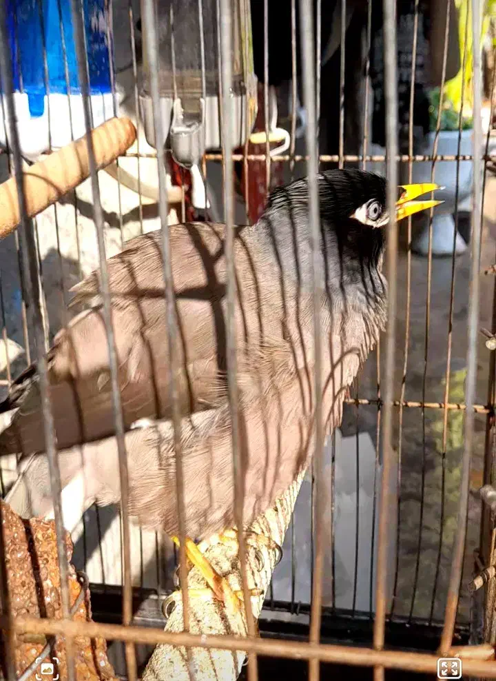 مرغ مینای زیبا|پرنده|برازجان, |دیوار