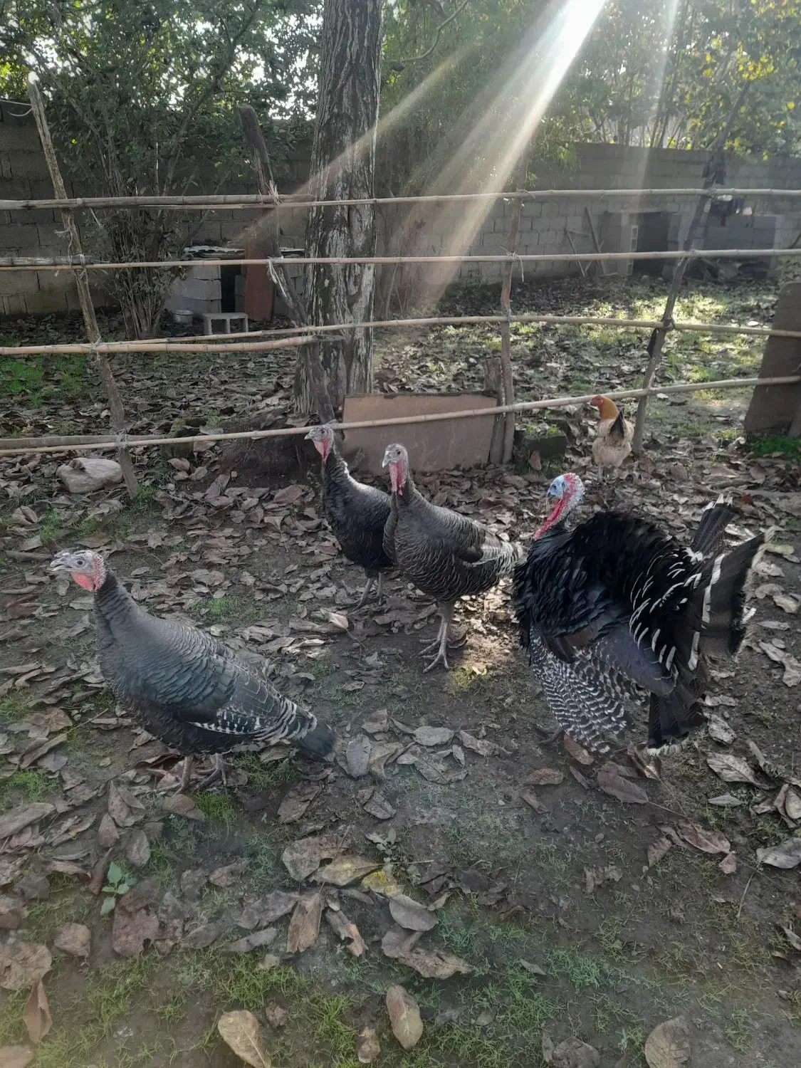 بوقلمون زنده سالم و گوشتی|حیوانات مزرعه|ماکلوان, |دیوار