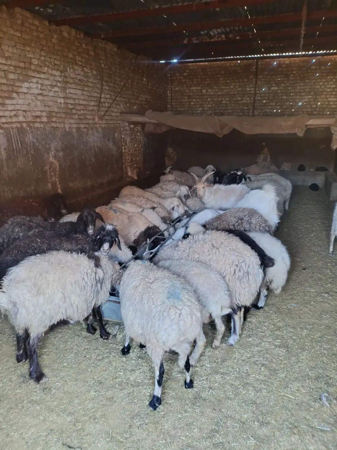 میش|حیوانات مزرعه|یزد, |دیوار