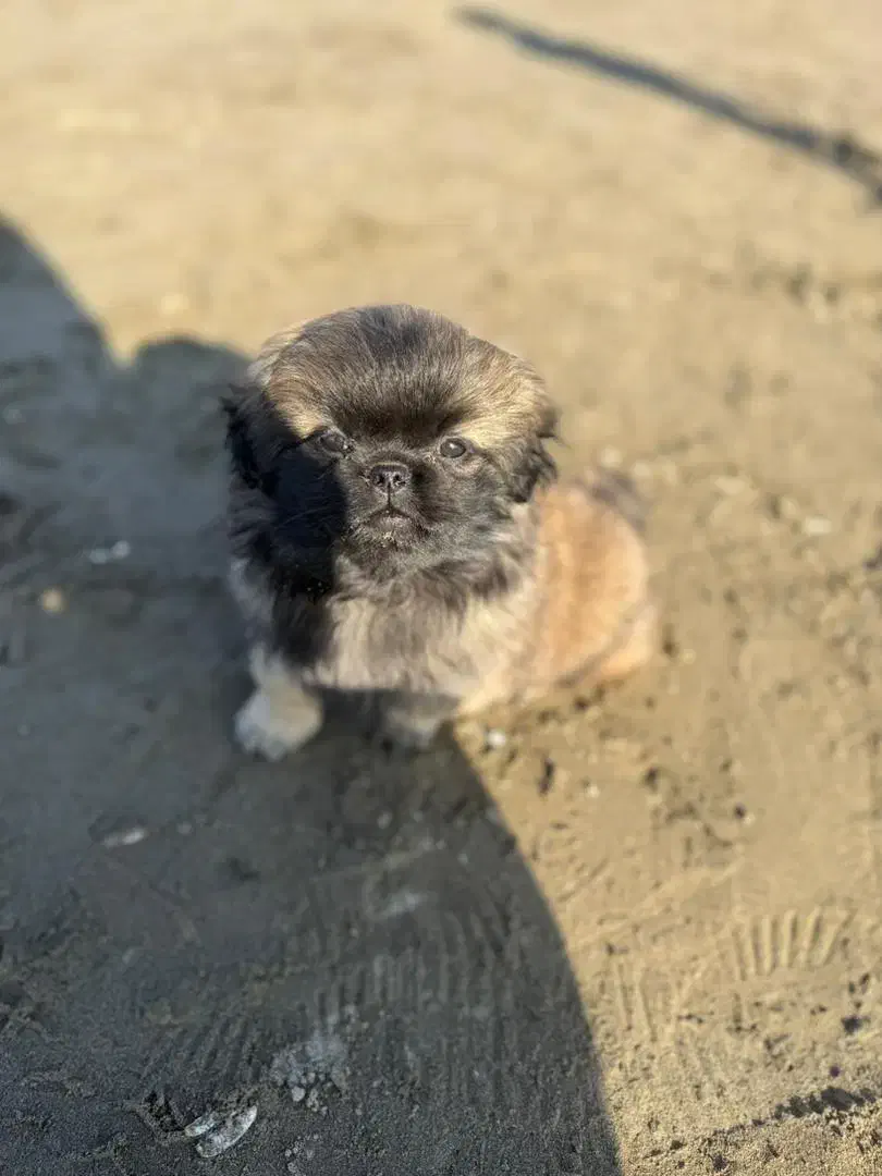 سگ پشمالو کوچولو نازنازی|سگ|گرگان, |دیوار