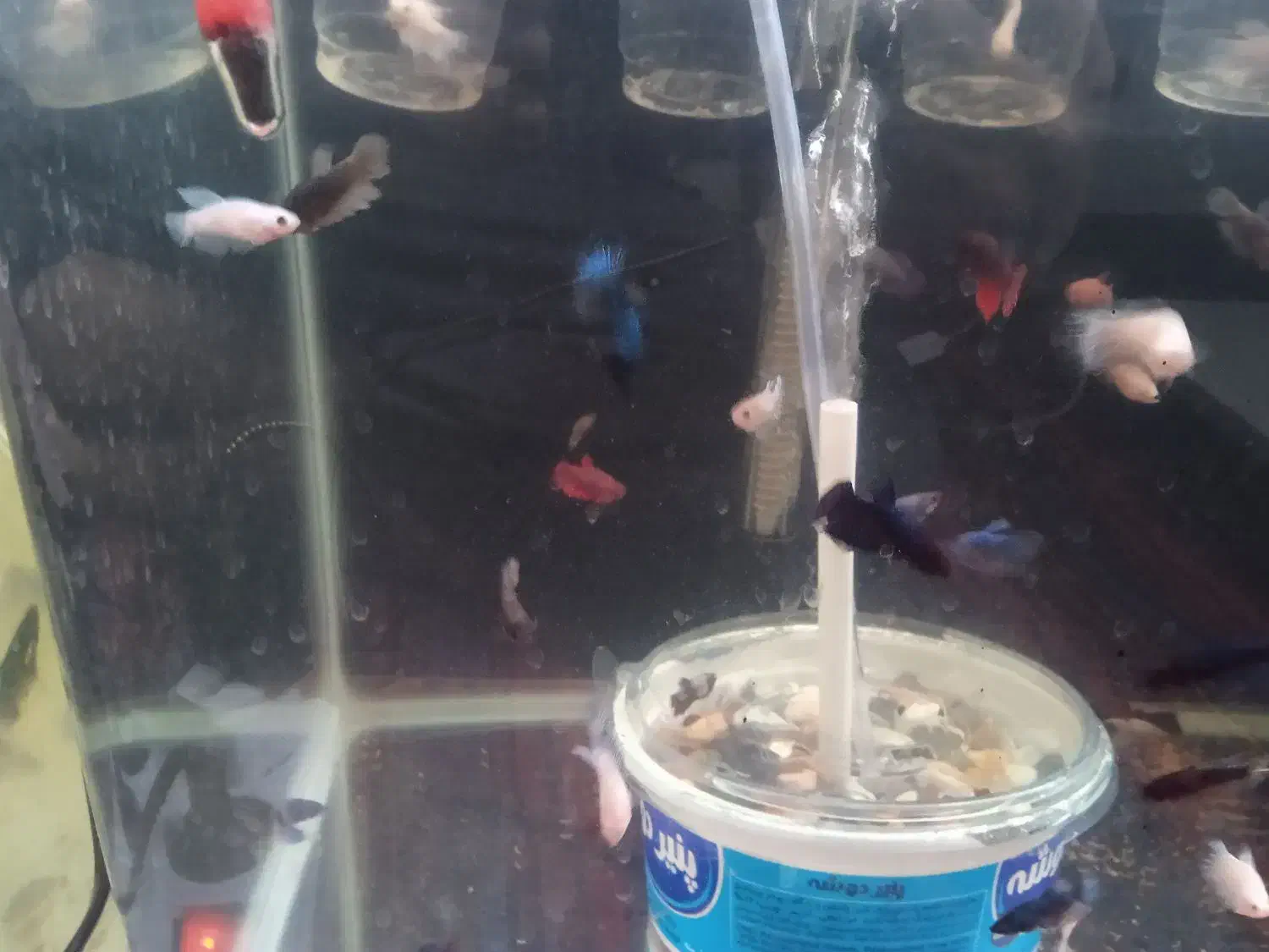 فایتر|ماهی|خرم‌آباد, |دیوار