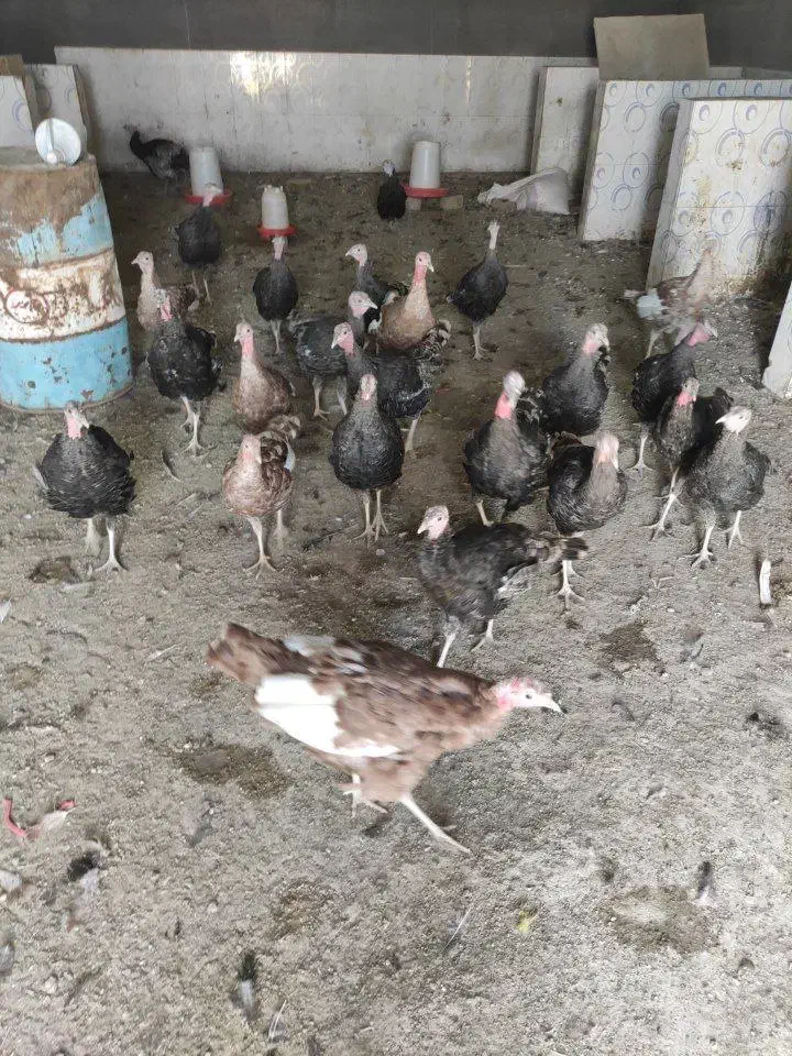 فروش بوقلمو|حیوانات مزرعه|بهارستان, |دیوار