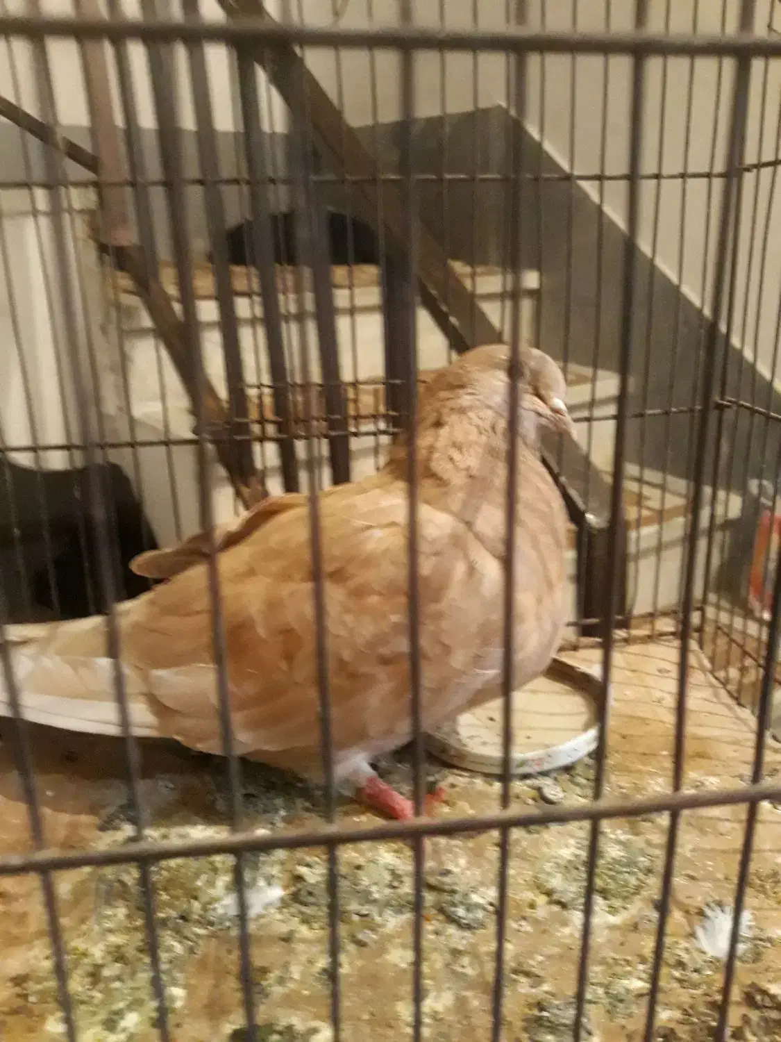 یک عددکبوتر|پرنده|مشکیندشت, |دیوار