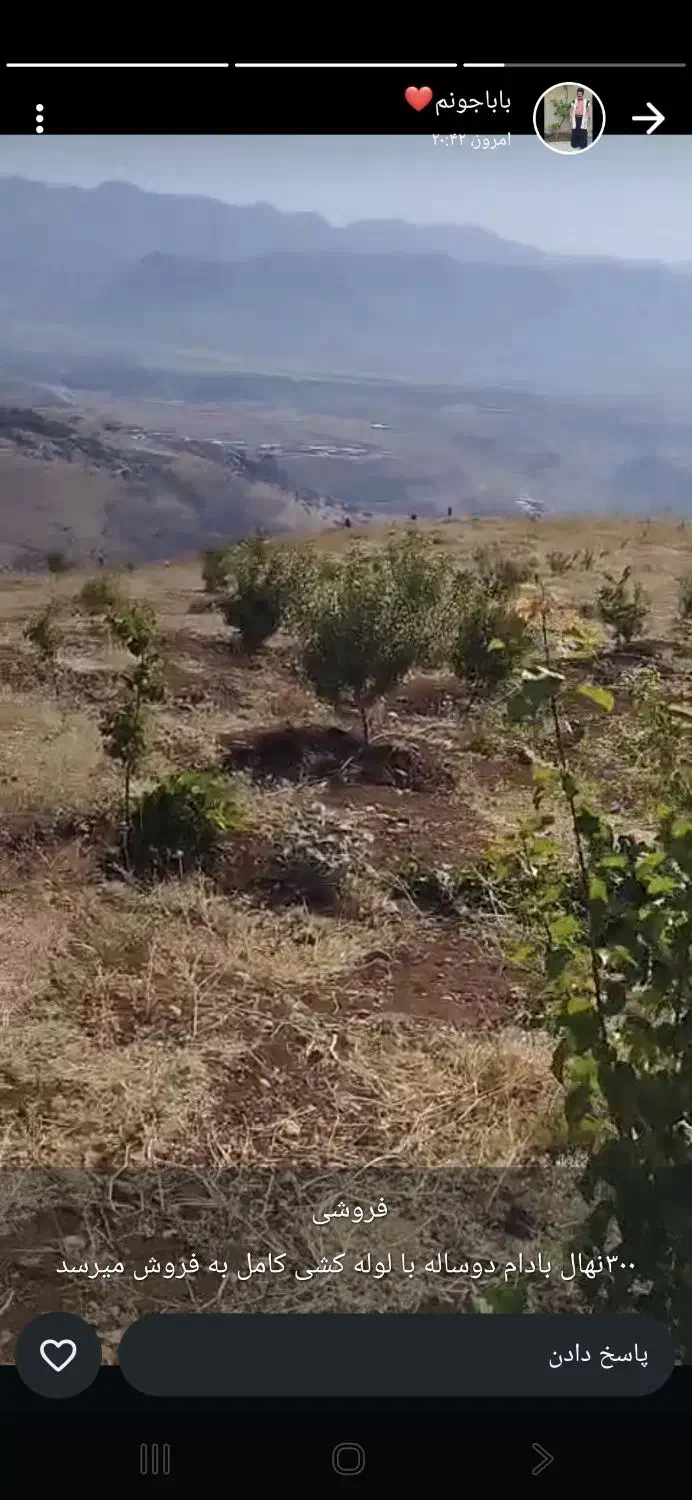 سیصد بادام درباغ سه هزارمتری|فروش زمین و ملک کلنگی|صمصامی, |دیوار