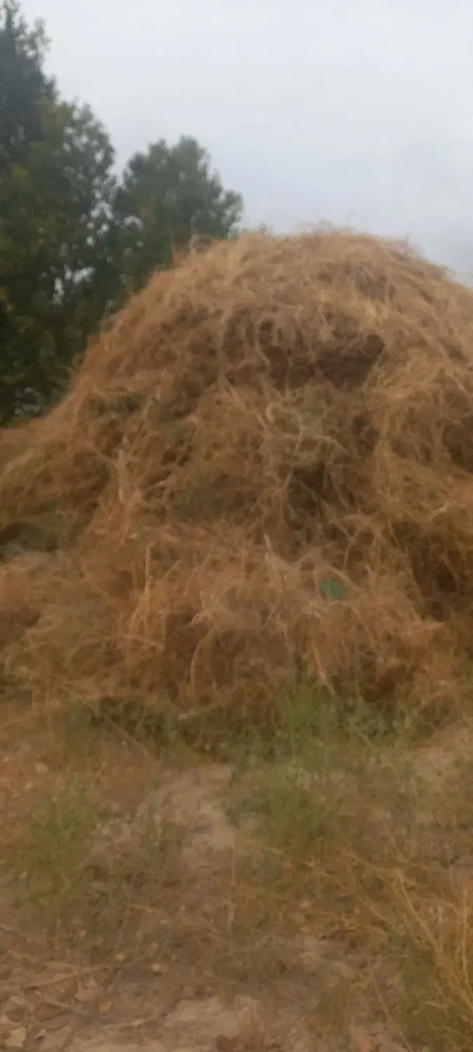 خار وعلف|حیوانات مزرعه|مرند, |دیوار