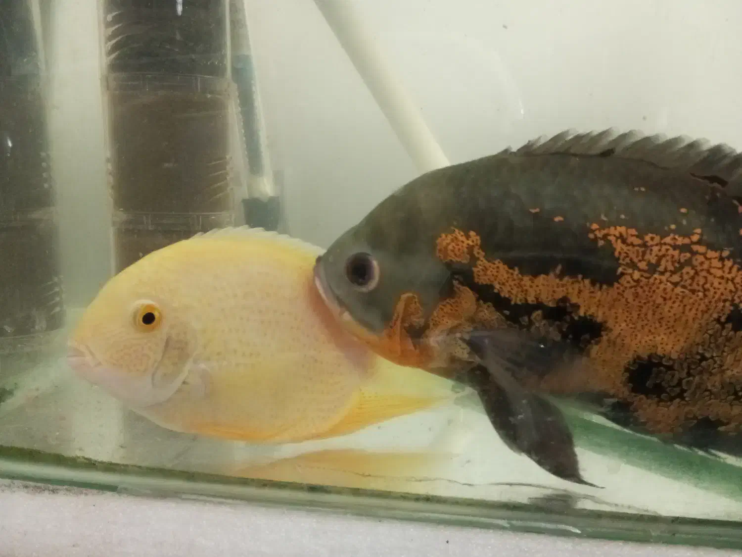 ماهی آکواریومی|ماهی|رشت, نیکمرام|دیوار