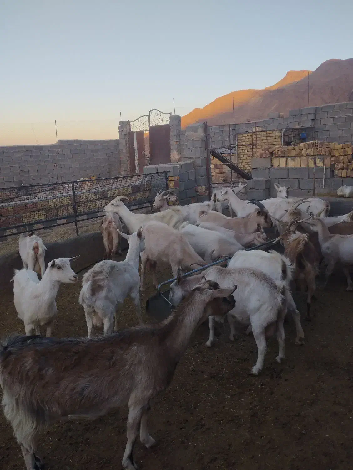 بز سانن|حیوانات مزرعه|قائن, |دیوار