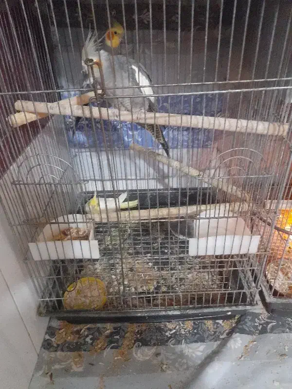 عروس هلندی|پرنده|فشاپویه, |دیوار