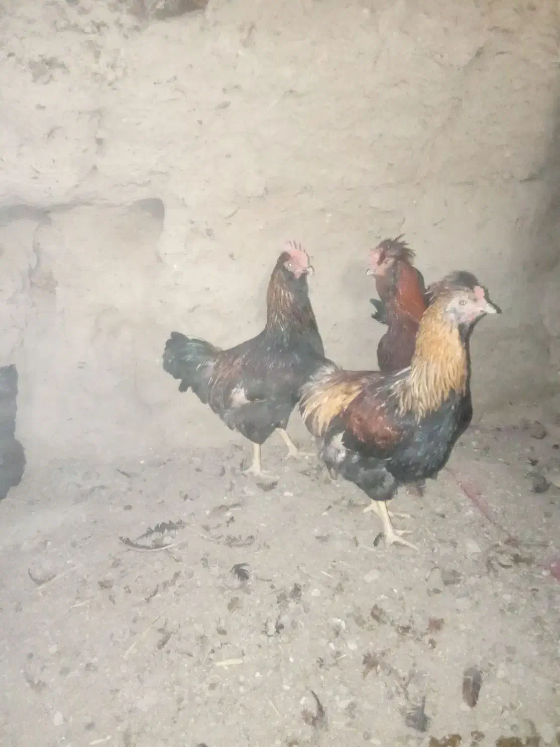 سلام|حیوانات مزرعه|چناران, |دیوار