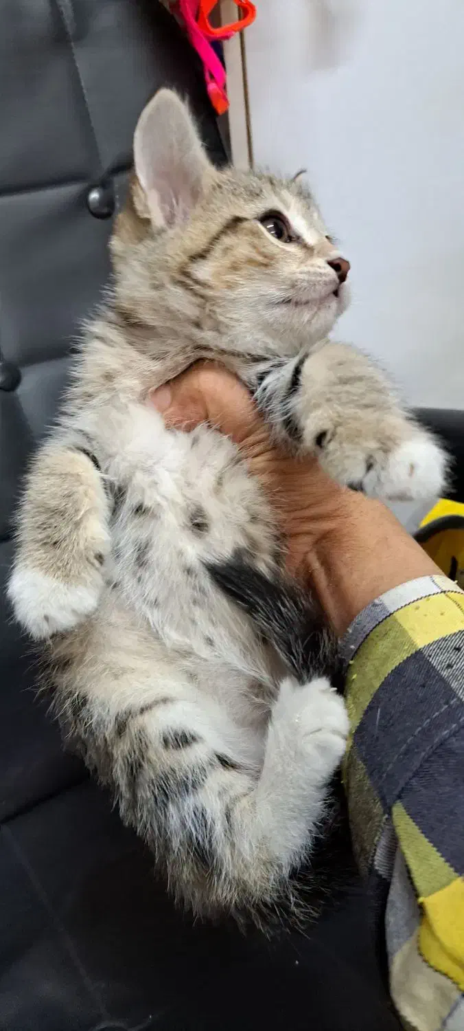 واگذاری گربه|گربه|فردیس, ثابتی|دیوار