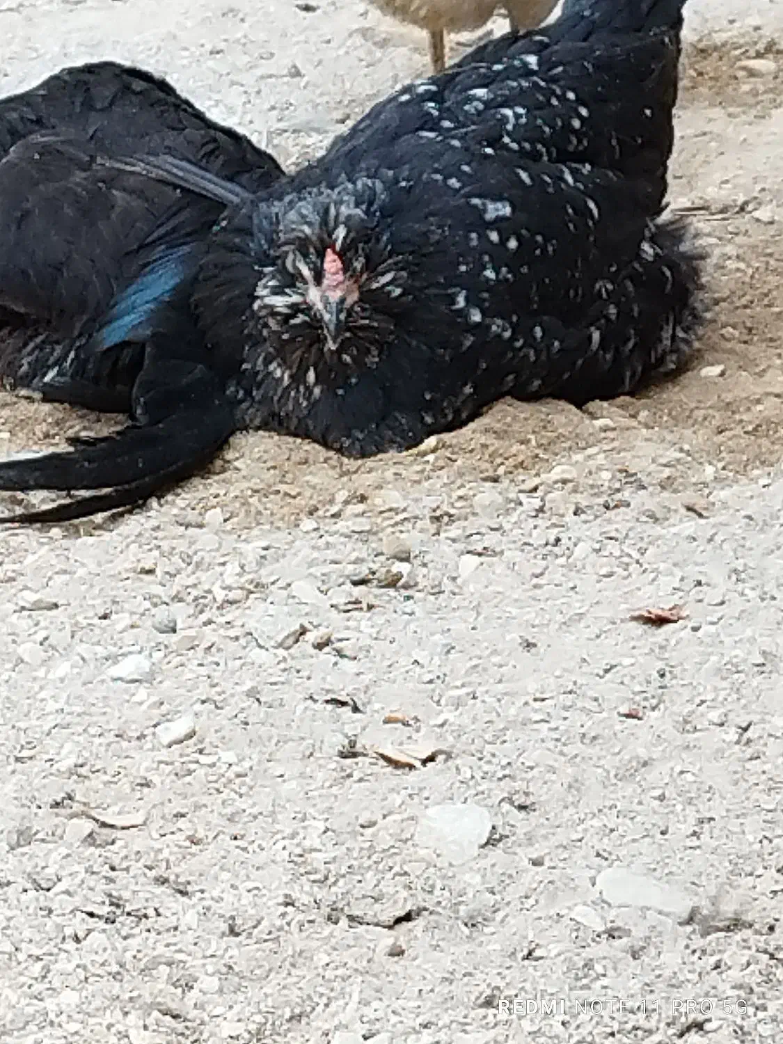 چند عدد مرغ|حیوانات مزرعه|بندر دیر, |دیوار