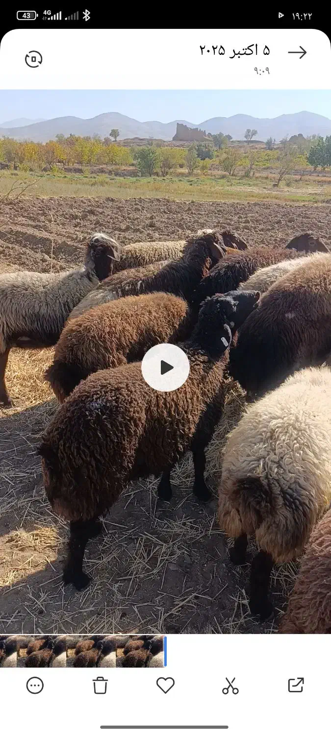 بره قوچ هتروزیگوت|حیوانات مزرعه|خمین, |دیوار