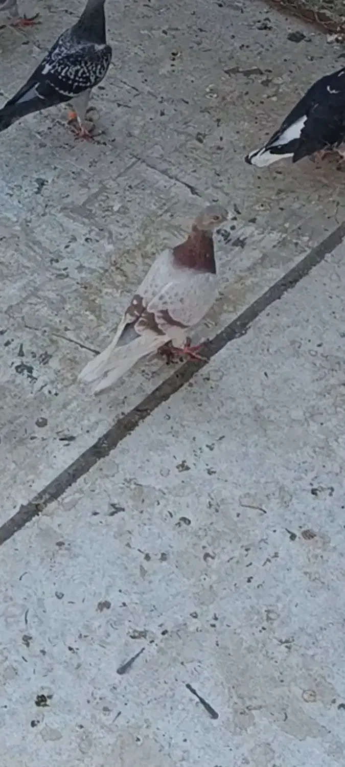 گمشده|حیوانات|نیشابور, سرآب کوشک|دیوار