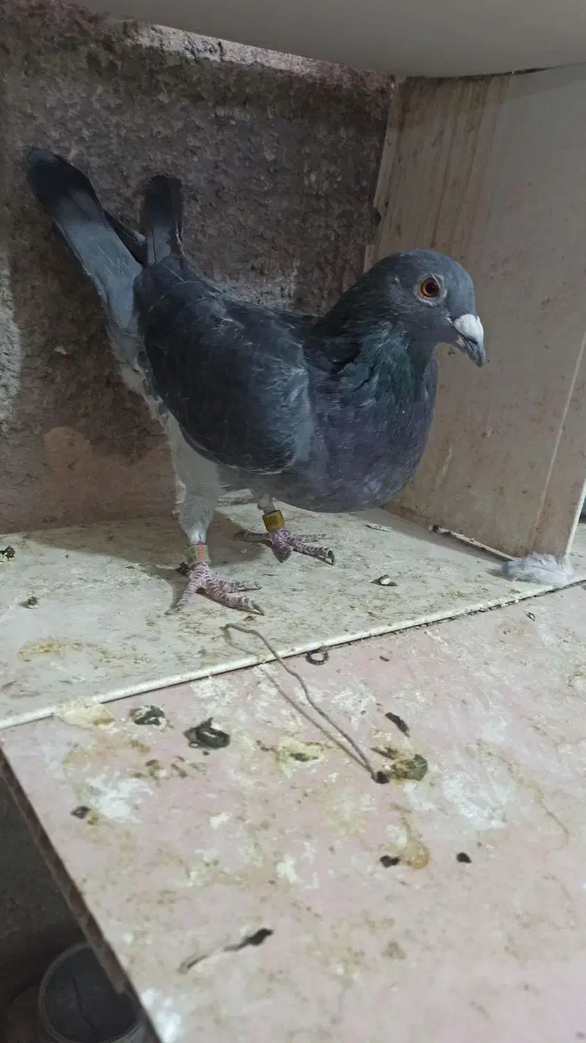 دو عدد نر|پرنده|خرم‌آباد, |دیوار