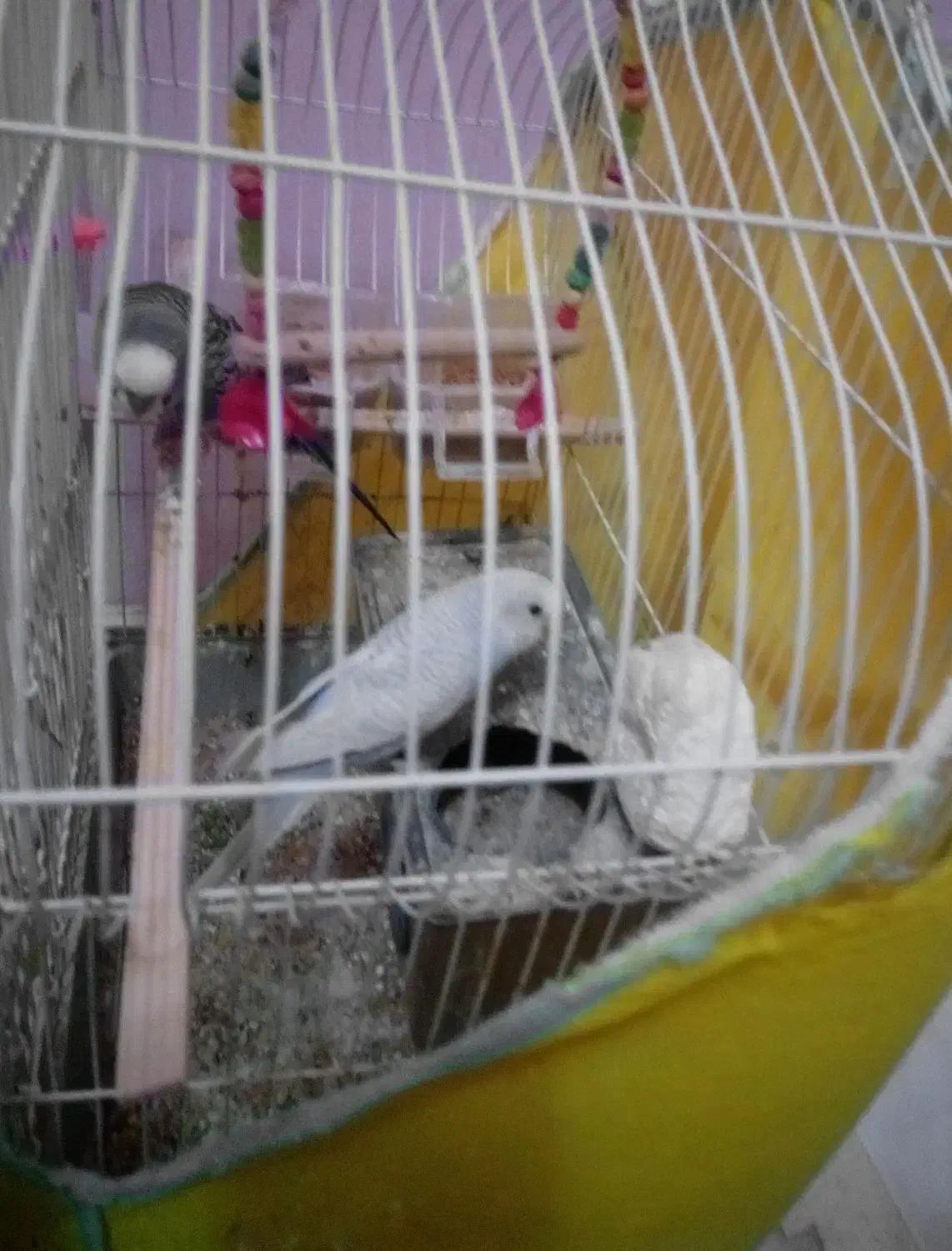 مرغ عشق|پرنده|محمدیه-قزوین, |دیوار