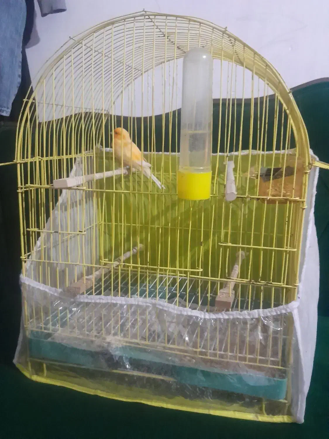 قناری نر|پرنده|گرگان, |دیوار