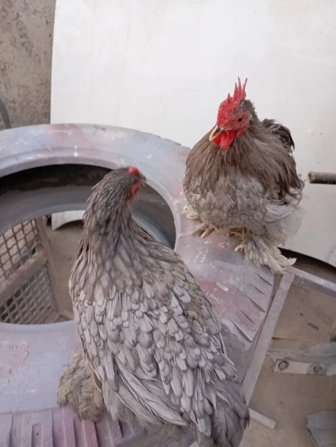 مرغ و خروس کوشین|حیوانات مزرعه|کازرون, |دیوار