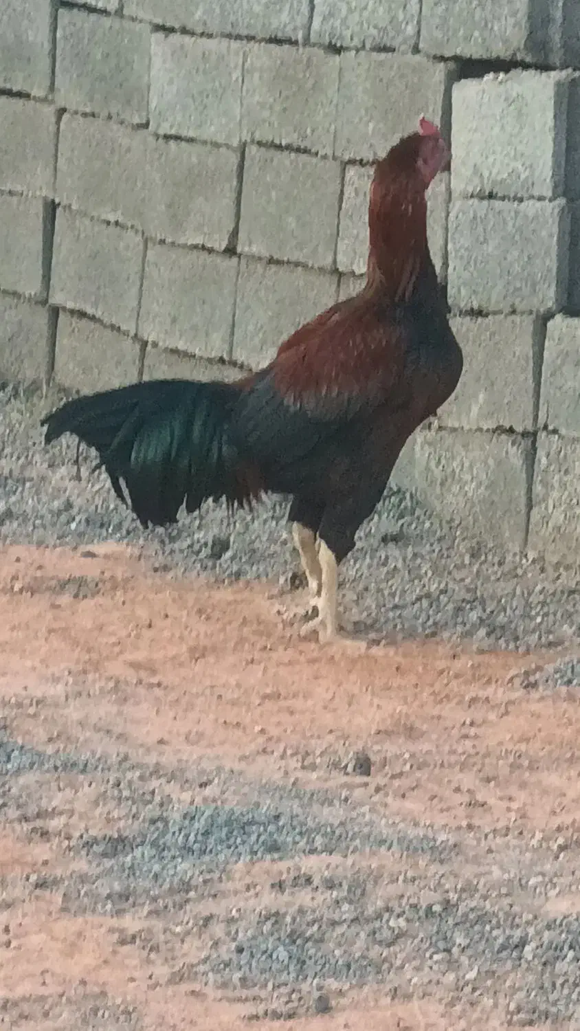 خروس لاری|حیوانات مزرعه|آذرشهر, |دیوار