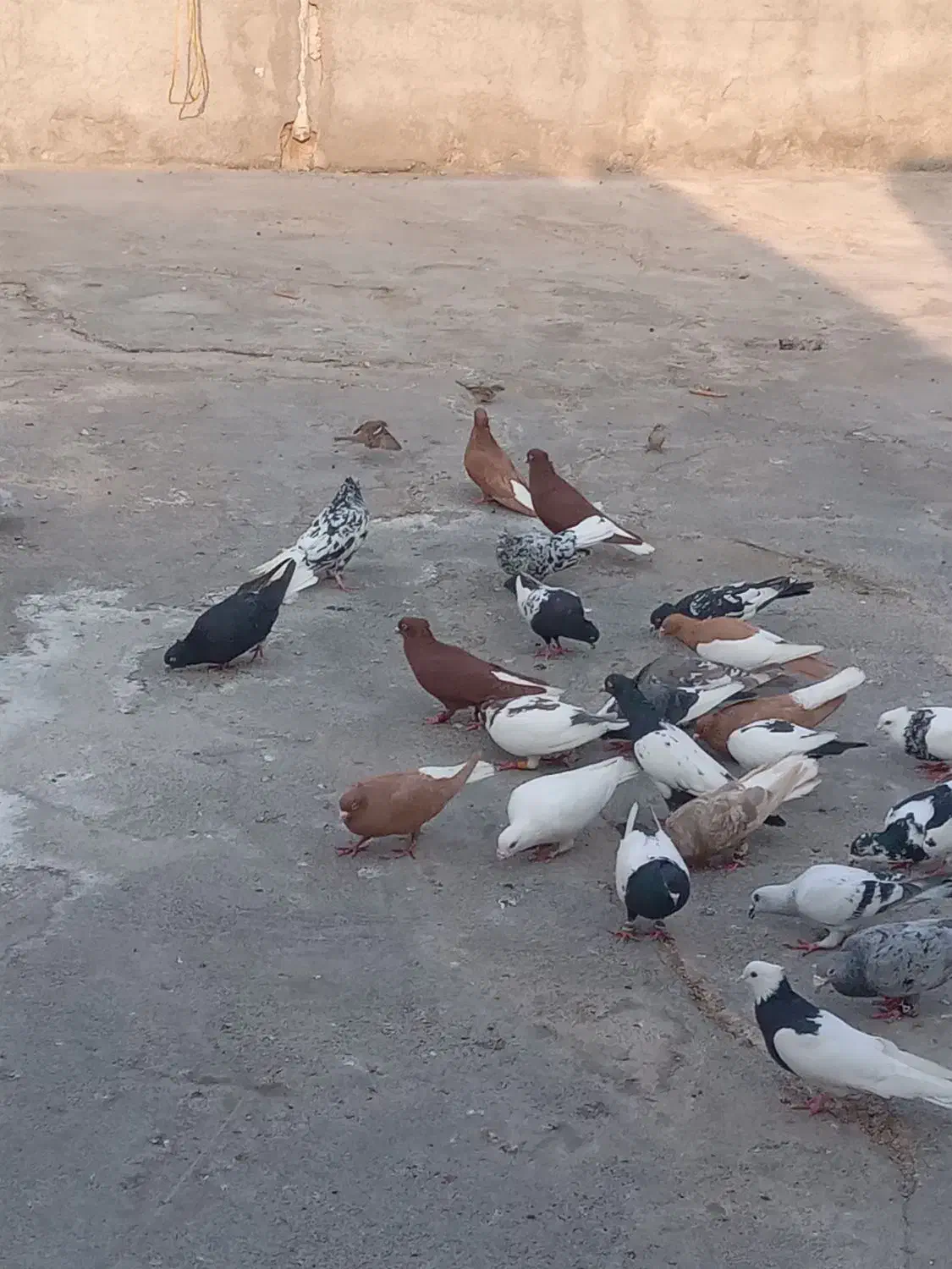 کبوتر رنگی دورگ همه رنگ|پرنده|رامشیر, |دیوار