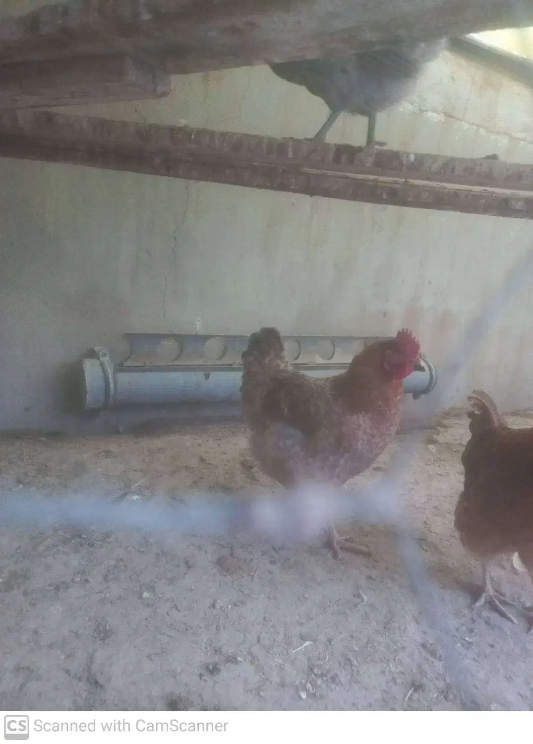 مرغ|حیوانات مزرعه|جم, |دیوار