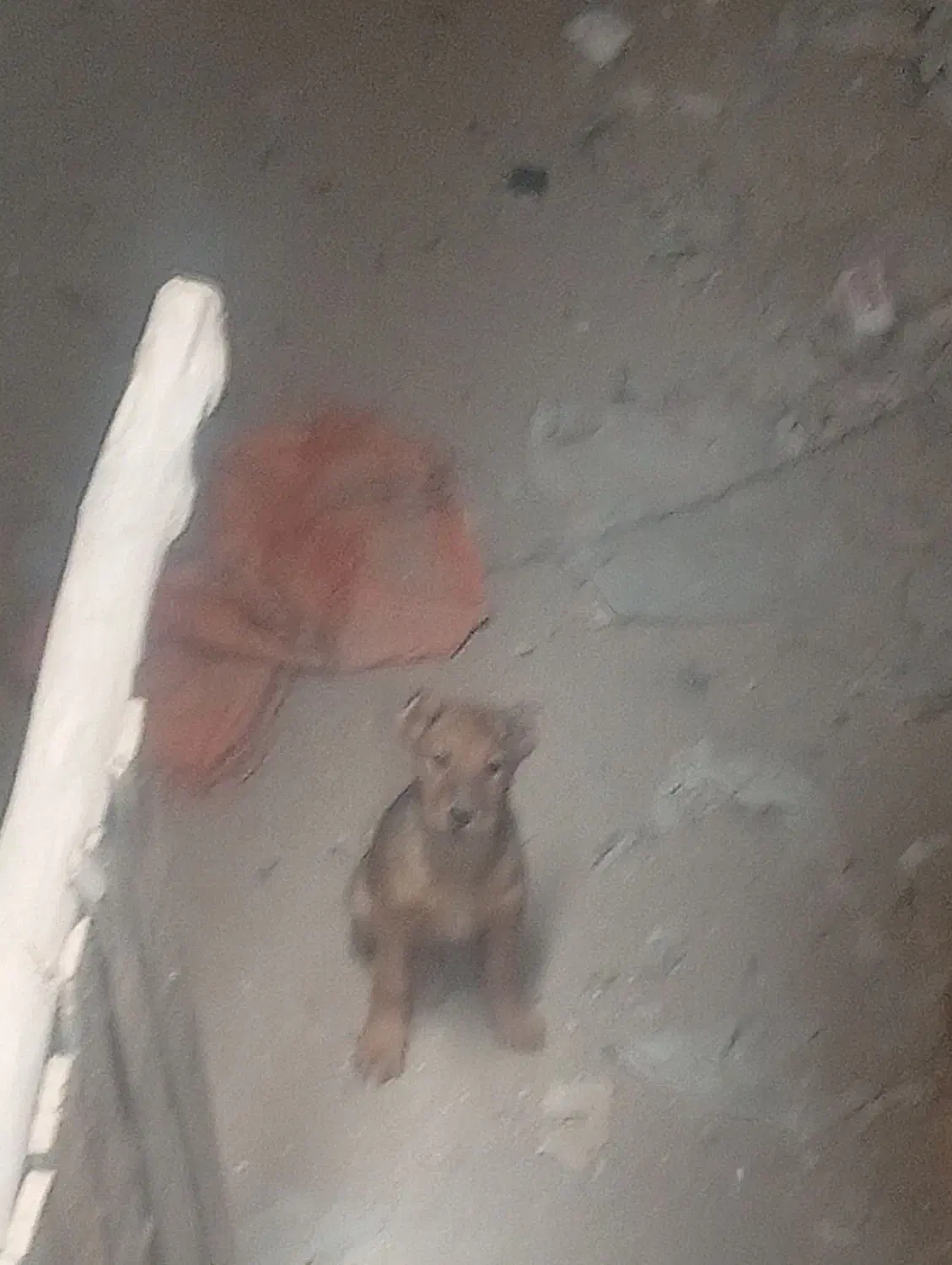 توله سگ|سگ|رباط‌کریم, شهرک صنعتی نصیرآباد|دیوار