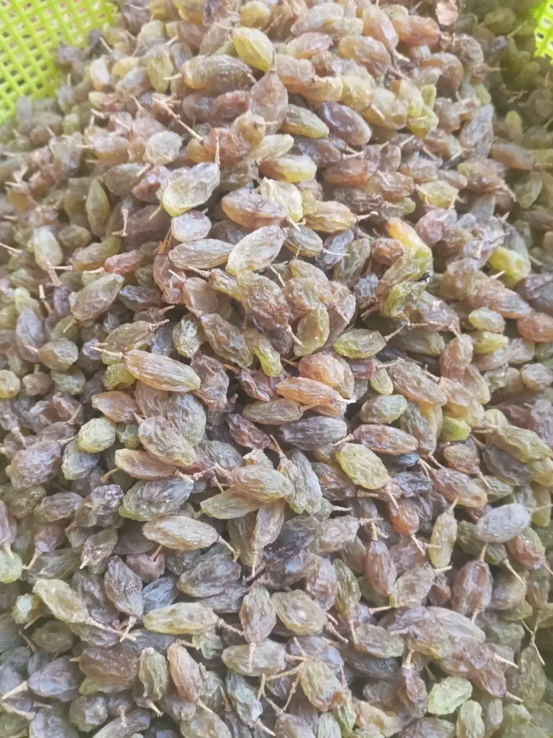 کشمش سایه خشک ارگانیک|خوردنی و آشامیدنی|یاسوج, |دیوار