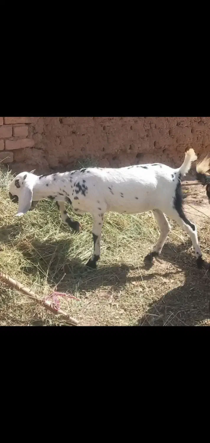 بز پاکستانی پنجابی|حیوانات مزرعه|تاکستان, |دیوار