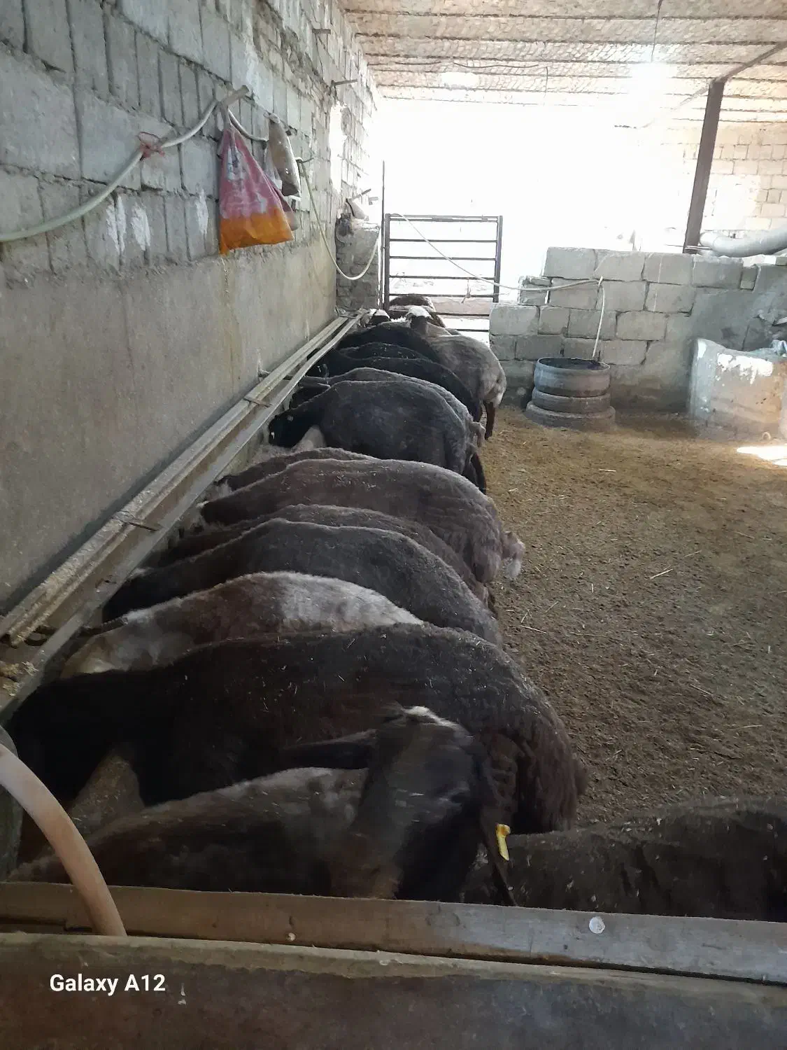 بره نر داشتی|حیوانات مزرعه|میلاجرد, |دیوار