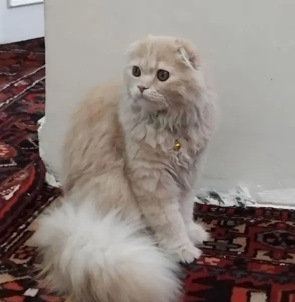 گربه|گربه|خلخال, |دیوار