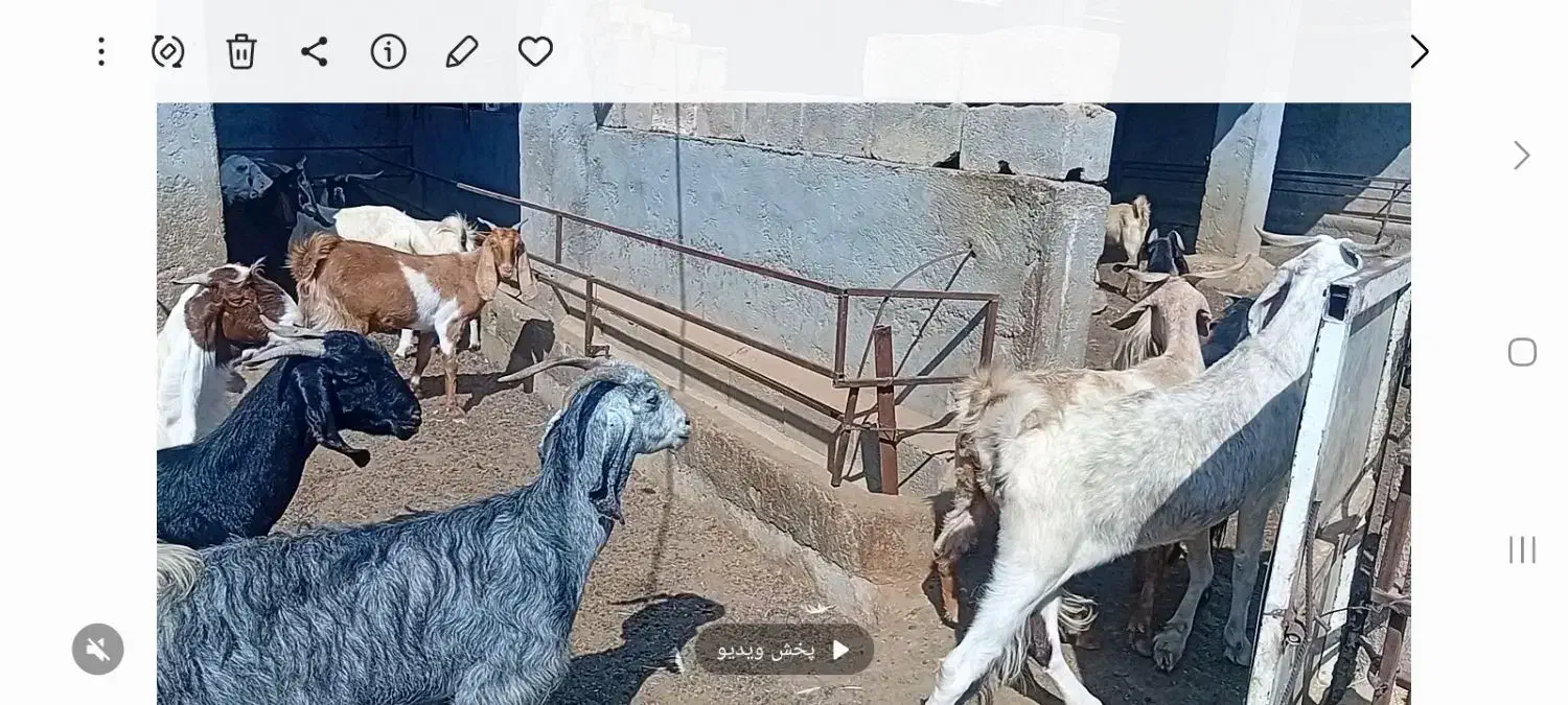 فروشی.|حیوانات مزرعه|وراوی, |دیوار