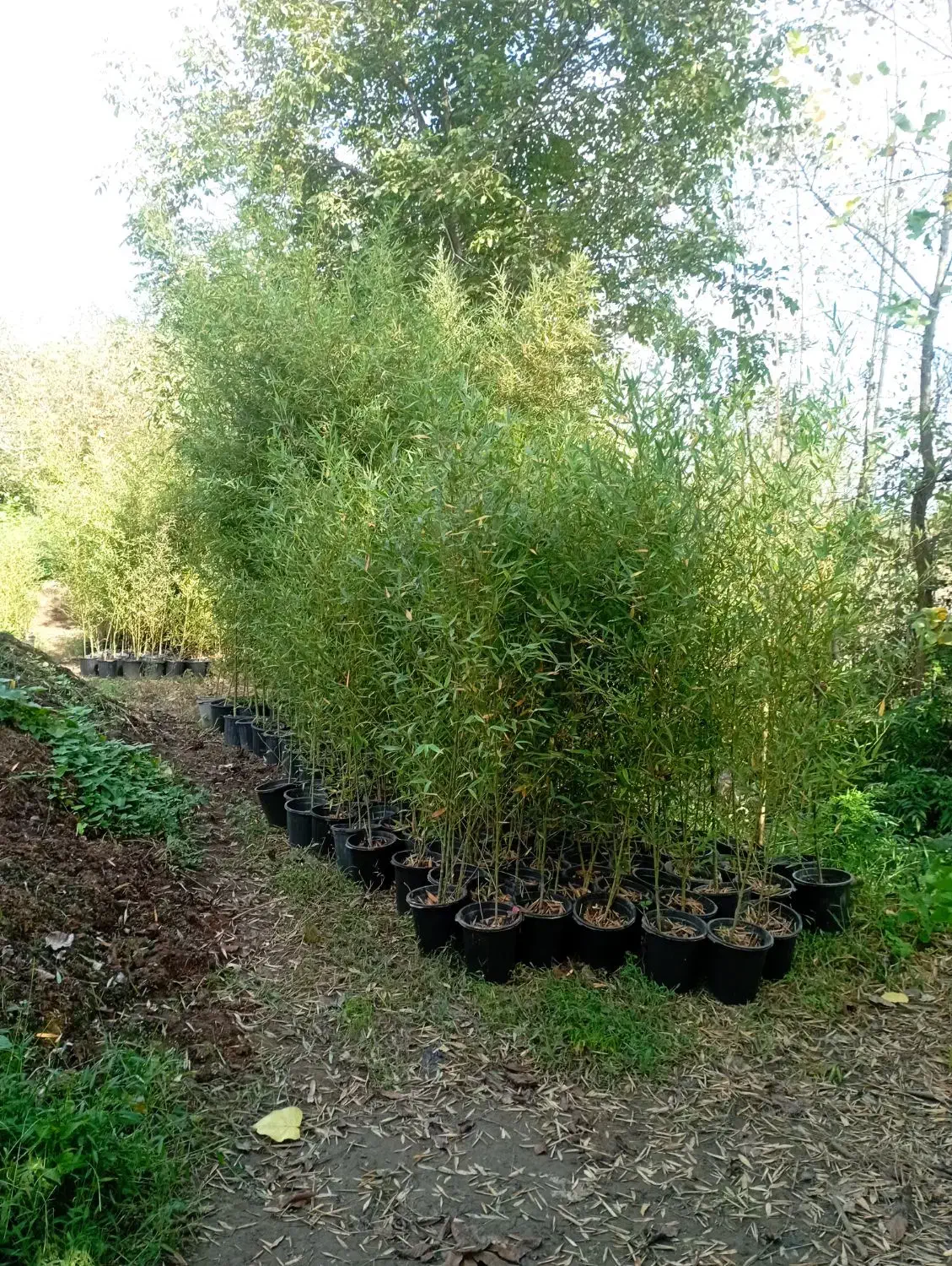 خیزران ریشه پرس|خدمات باغبانی و درختکاری|رانکوه, |دیوار