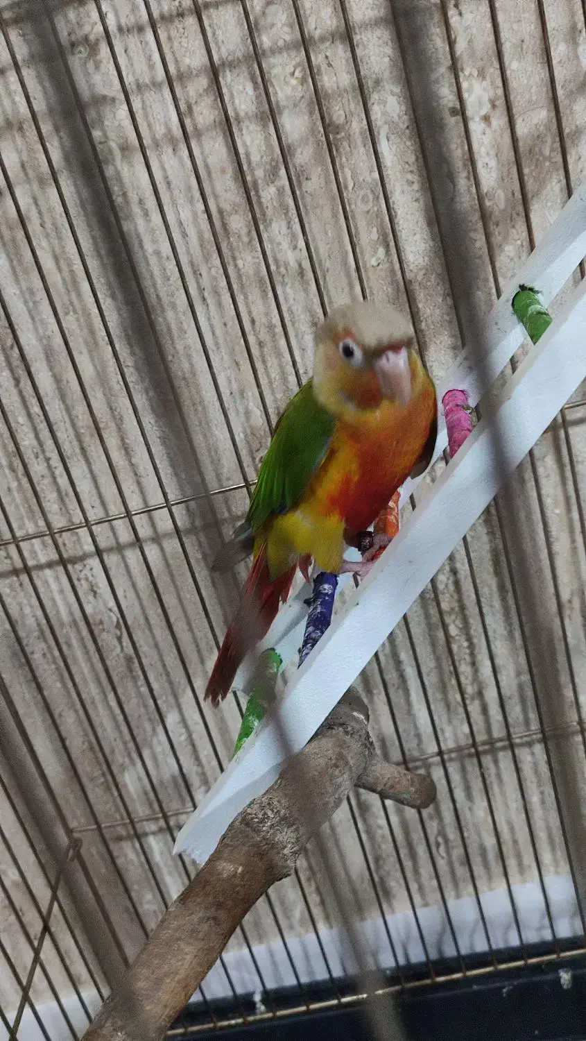 طوطی گرینچیک|پرنده|سنندج, |دیوار