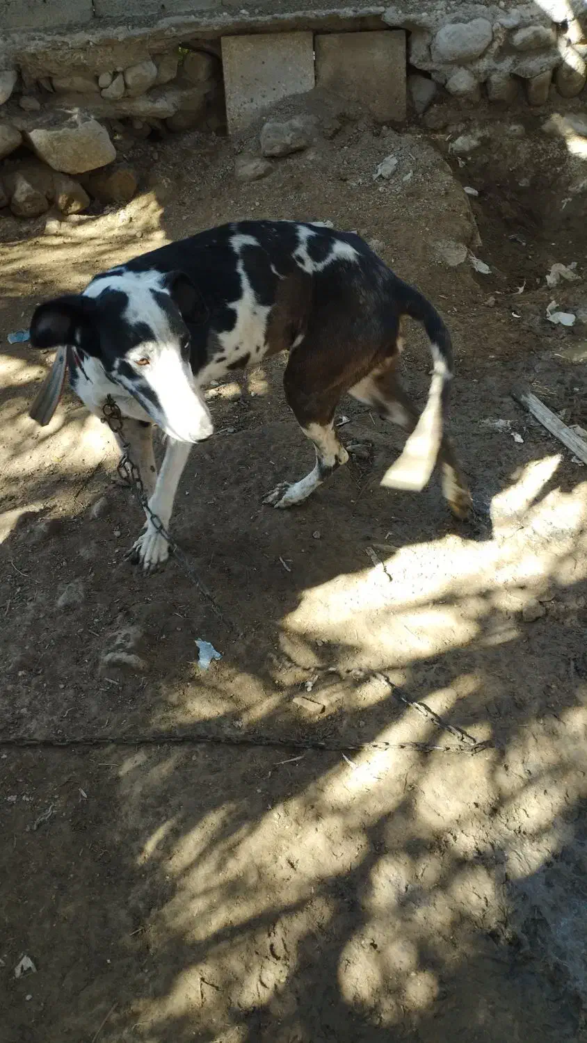 سگ تازی|سگ|تخت, |دیوار