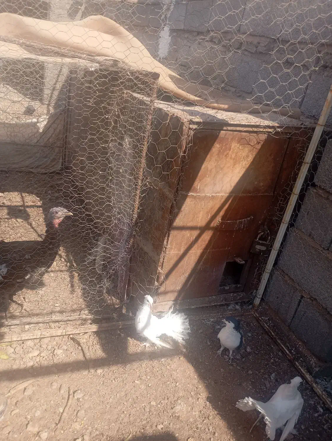 سوراخ یا کت اهنی کبوتر دام فلزی محکم|لوازم جانبی حیوانات|رفسنجان, |دیوار