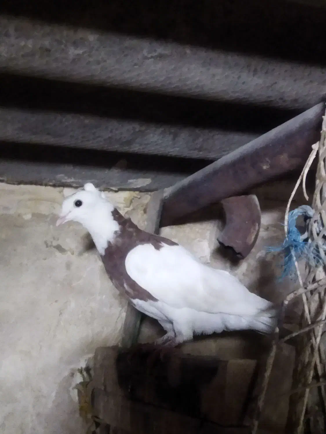 کفتر|حیوانات|مشهد, توس (بلوار توس)|دیوار