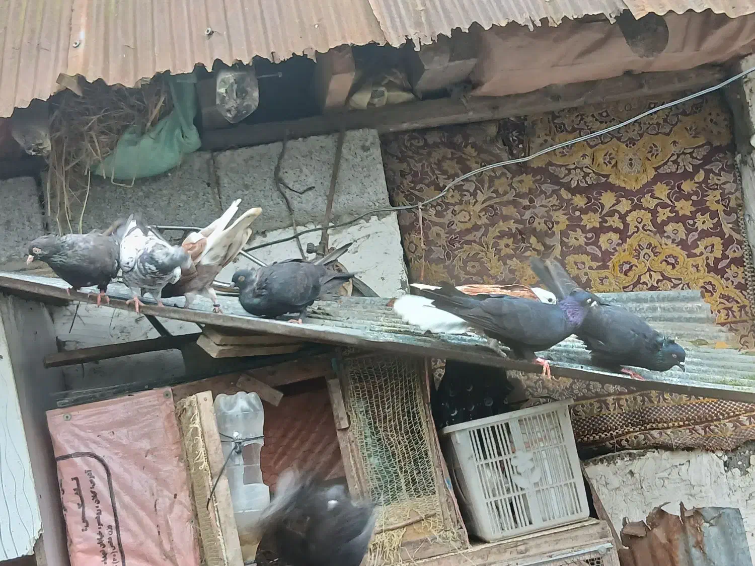 کبوتر|پرنده|لاهیجان, بازکیاگوراب|دیوار