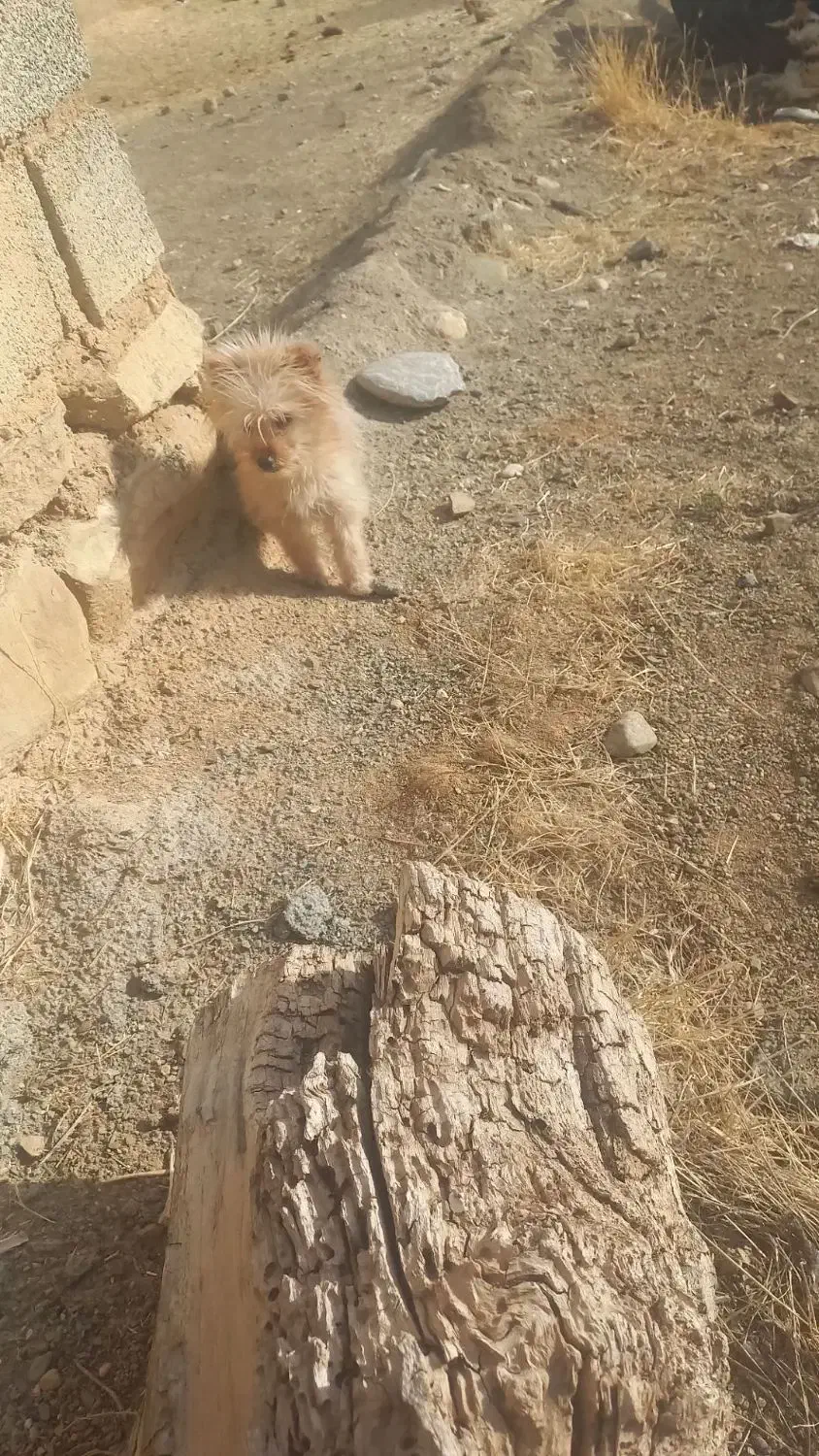 سگ خانگس شیتزو|سگ|دیواندره, |دیوار